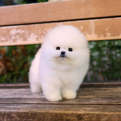 Pomeranian - Darong (Female) $4400
