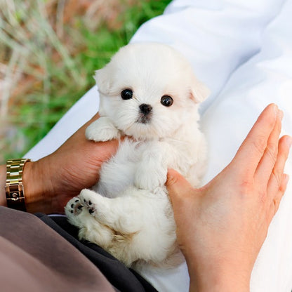 Maltese - Jinri (Female)
