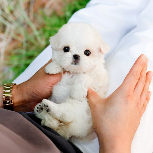Maltese - Jinri (Female)