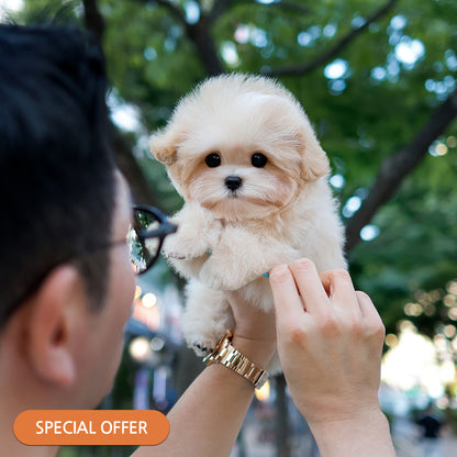 Maltipoo - MONGMU (Male)