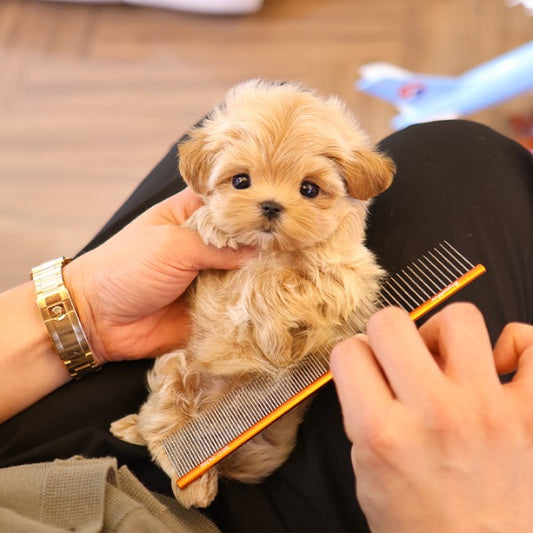 Maltipoo - Poang (Male)