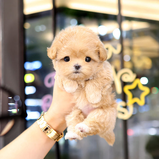 Maltipoo - Kuro (Female)