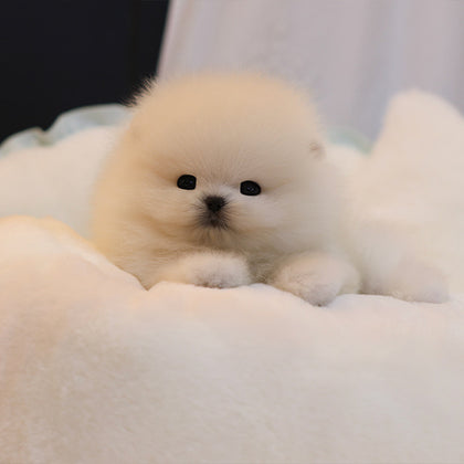 Pomeranian - Bboro (Male)