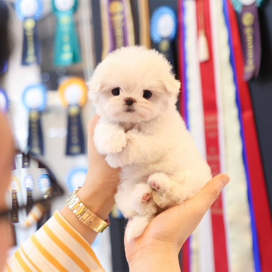 Maltese - Uni (Female)