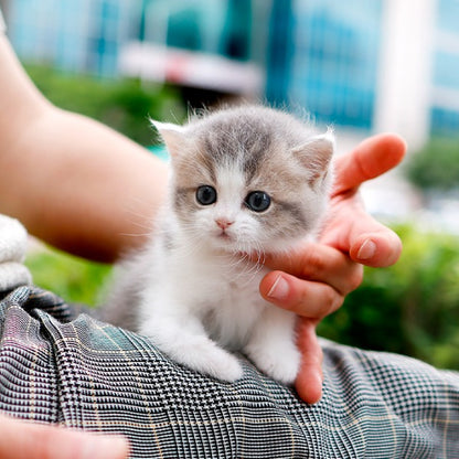British Shorthair - Maong (Female)