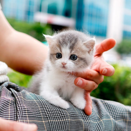British Shorthair - Maong (Female)