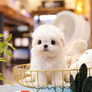 Maltese - Danny (Male)