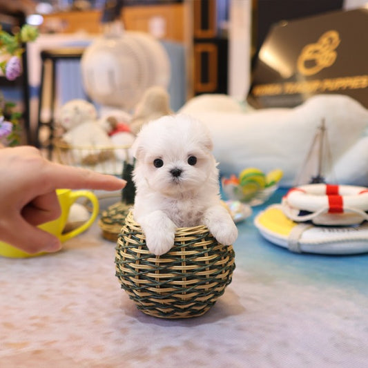 Maltese - Tini (Female)