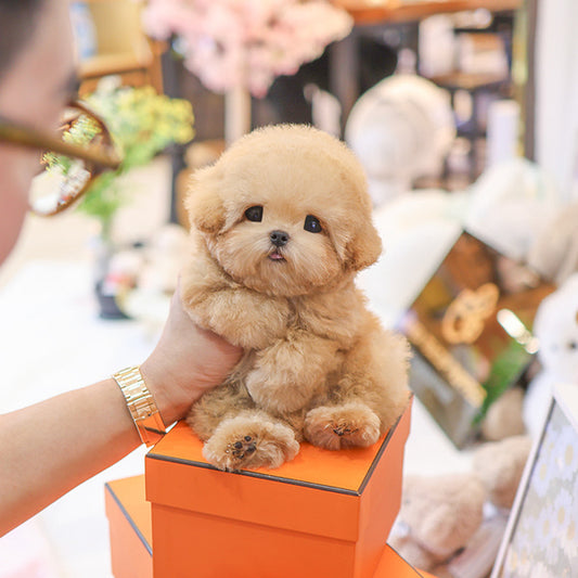 Poodle - Peurim (Male)
