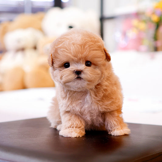 Maltipoo - Wipung (Female)