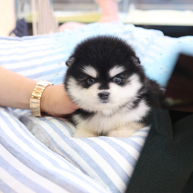 Pomsky - Dodo (Male)