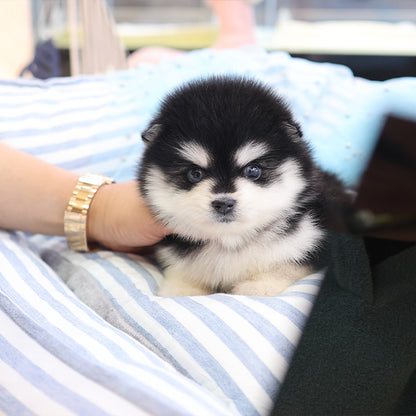 Pomsky - Dodo (Male)