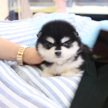 Pomsky - Dodo (Male)