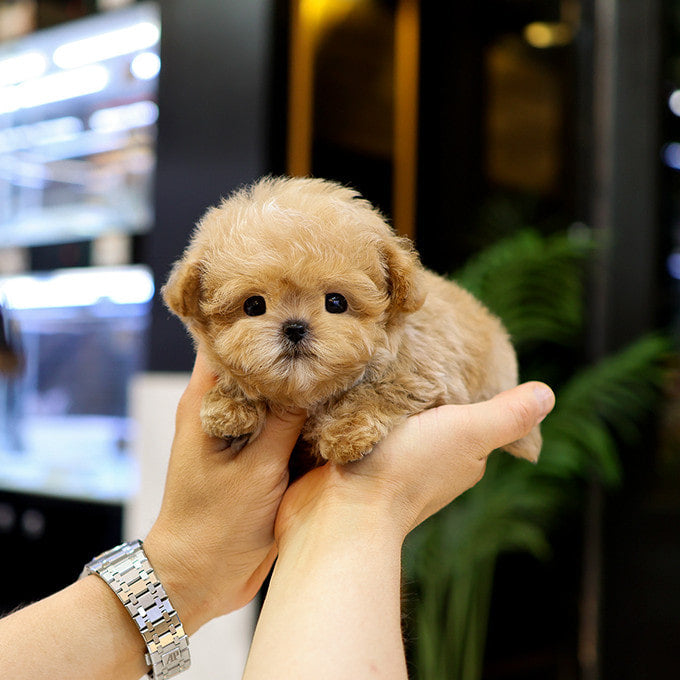 Maltipoo - Hotteok (Male)