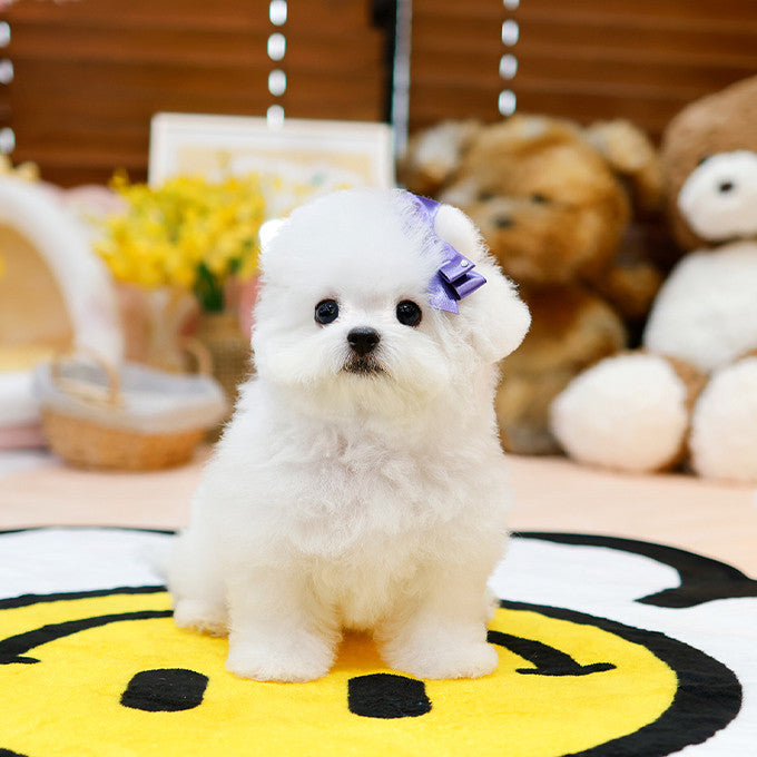 Teacup Bichon Frise male puppy available at Cute Ptiga