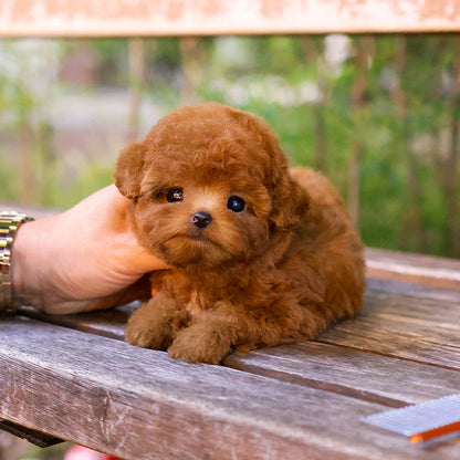 Poodle - Rikong (Female)