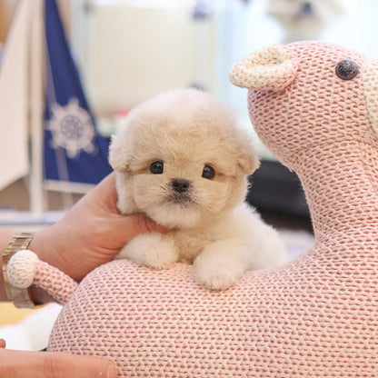 Maltipoo - Yugwa (Female)