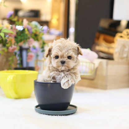 Maltipoo - Mippo (Female)