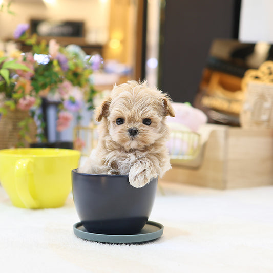 Maltipoo - Mippo (Female)