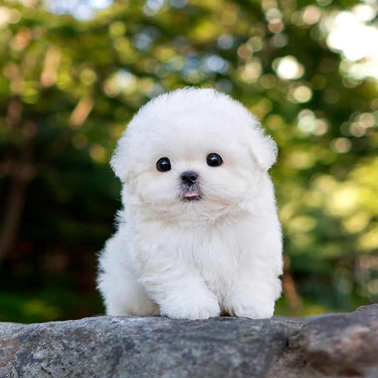 Teacup Bichon Frise male puppy available at Cute Ptiga