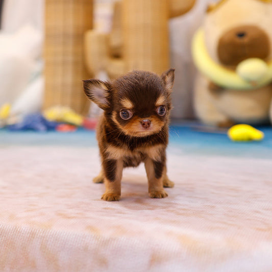 Chihuahua - Chyopa (Male)