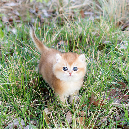 British Shorthair - Jumulleok (Male)