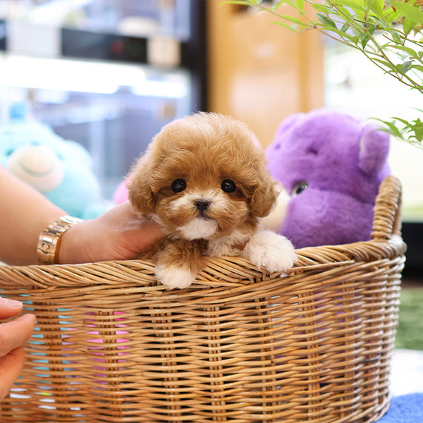 Maltipoo - Pupu (Female)