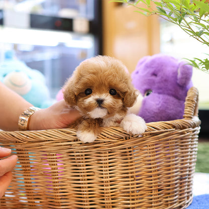 Maltipoo - Pupu (Female)