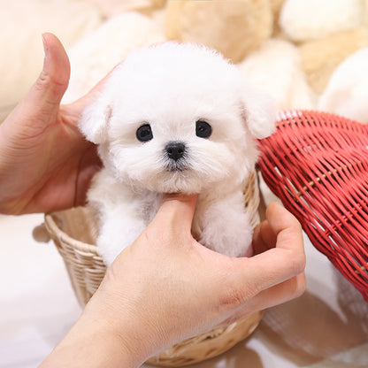 Bichon Frise - Chongchong (Male)