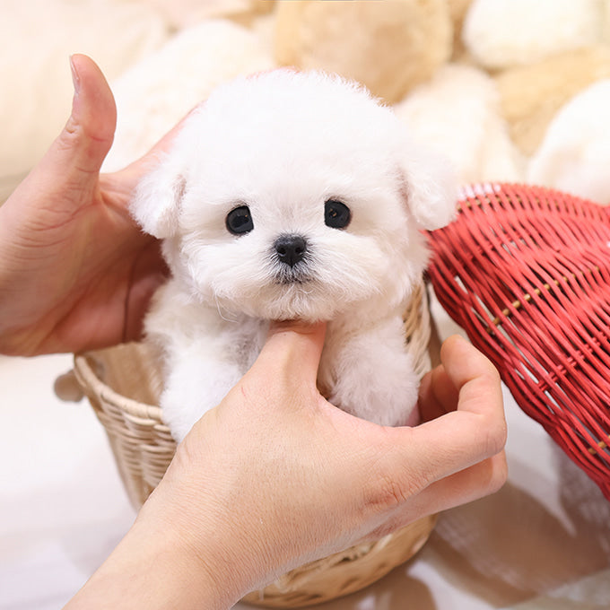 Teacup Bichon Frise male puppy available at Cute Ptiga