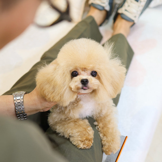 Poodle - Joma (Male)