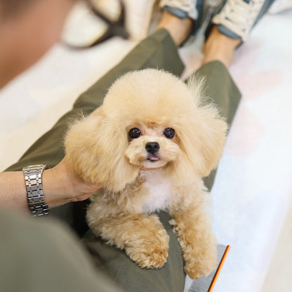 Poodle - Joma (Male)