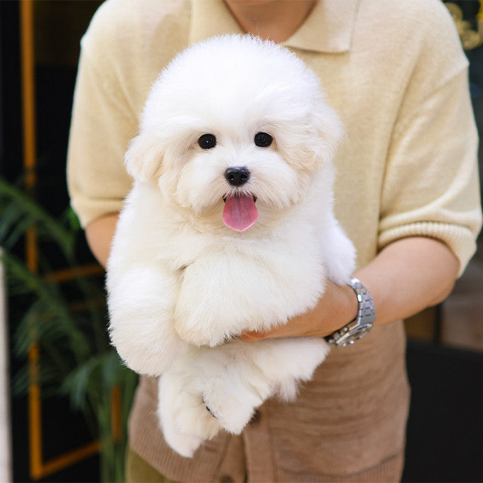 Teacup Coton de Tulear male puppy available at Cute Ptiga