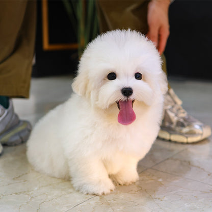 Coton de Tulear - Siru (Male)