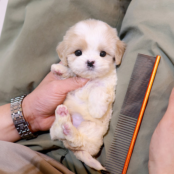 Cavapoo - Jangkku (Male)