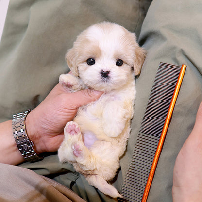 Cavapoo - Jangkku (Male)