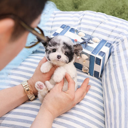 Poodle - Seolgi (Female)
