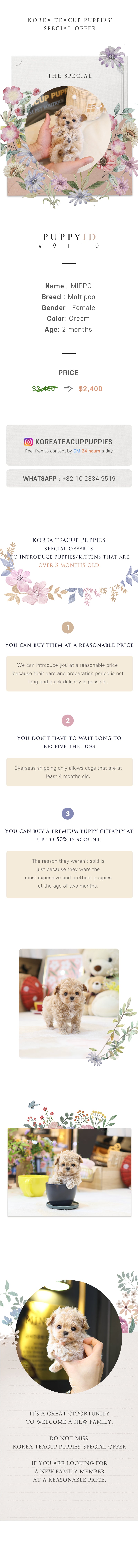 Maltipoo - Mippo (Female)