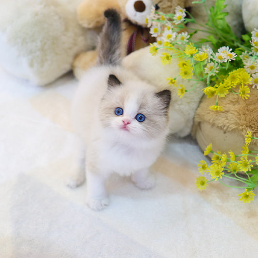 Ragdoll - Nara (Male)