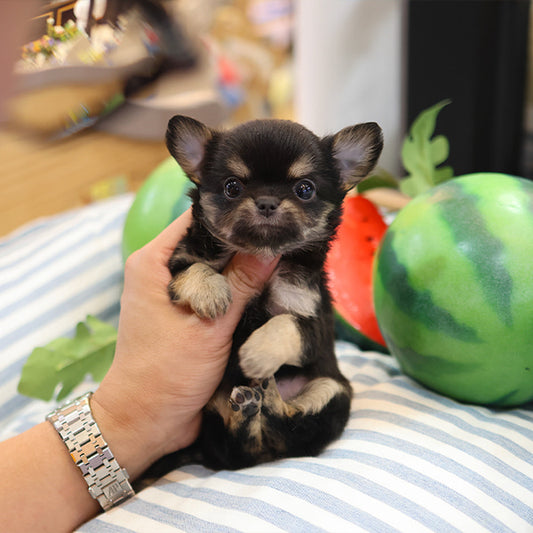 Chihuahua - Chichi (Female)