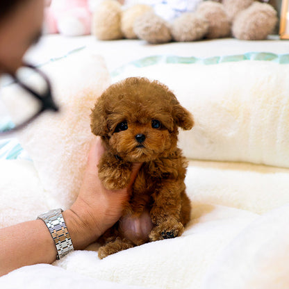 Poodle - Siat (Male)