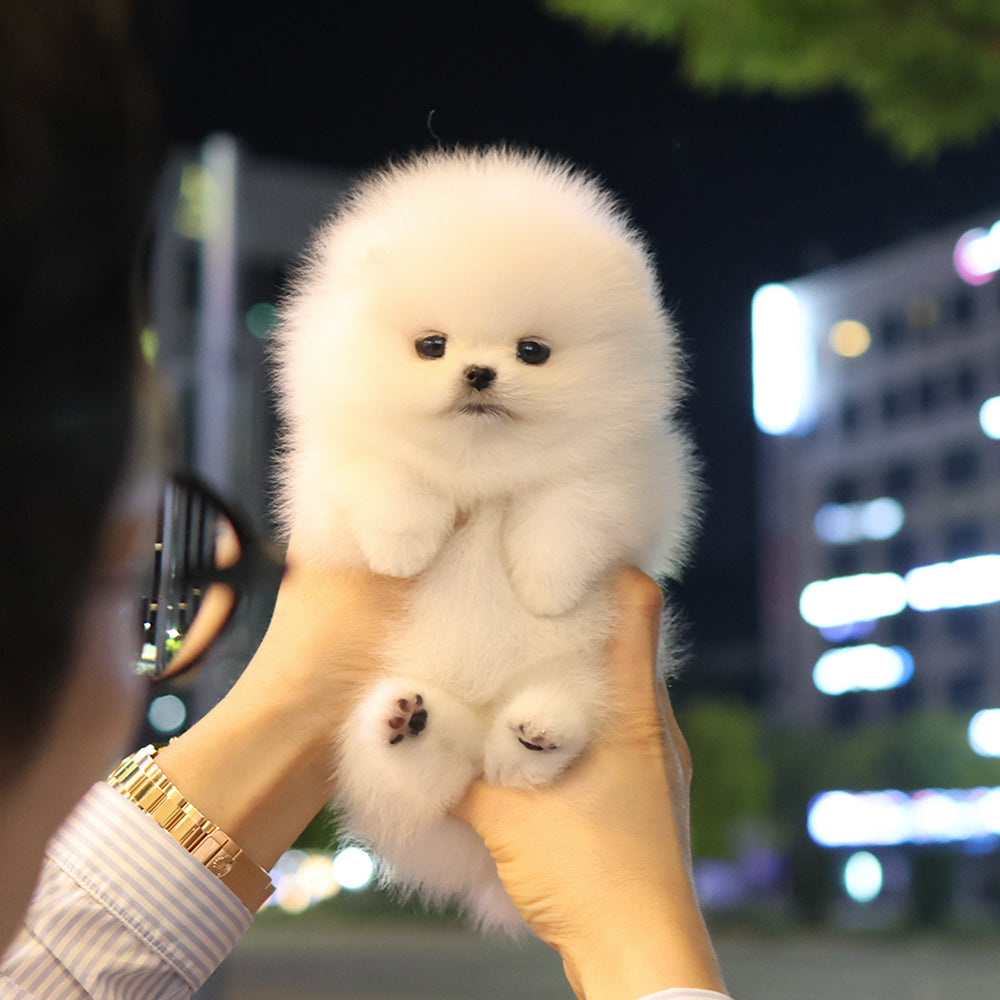 Pomeranian - Popcorn (Female) $5000