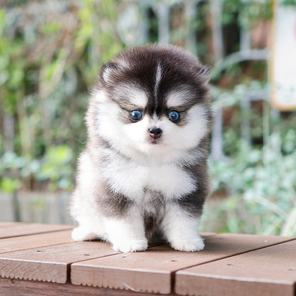 Pomsky - Robo (Male)