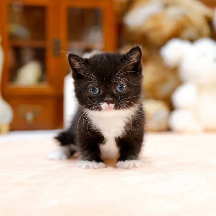 Munchkin - Gao (Male)