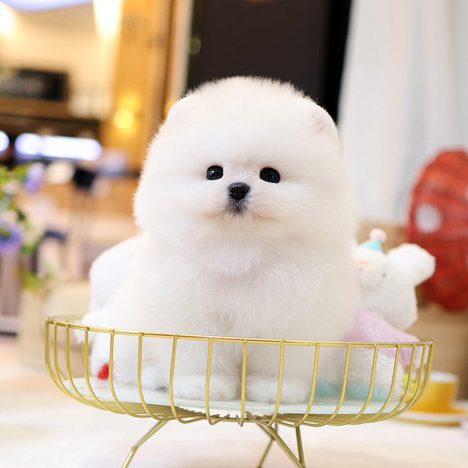 Pomeranian - Kupang (Male)