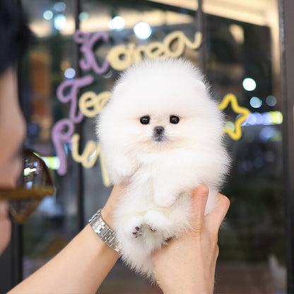 Pomeranian - Kkona (Female)