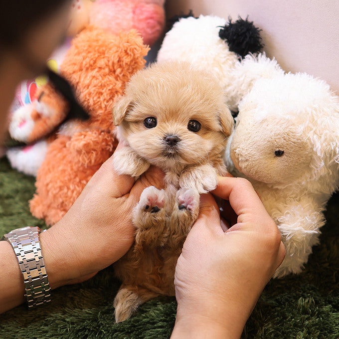 Maltipoo - Reo (Female)