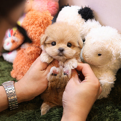 Maltipoo - Reo (Female)