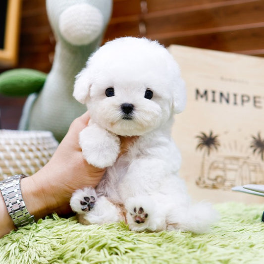 Bichon Frise - Chyuu (Female)