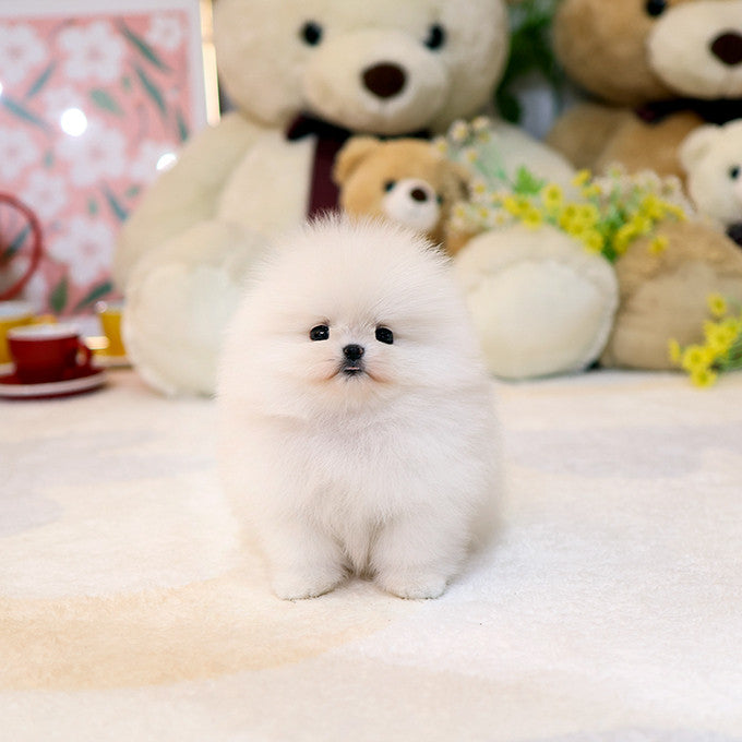 Pomeranian - Ppimppi (Female)